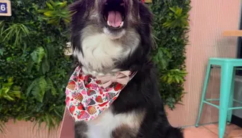 Our Locations for Sweet Pearl's Ice Cream in Garland, TX