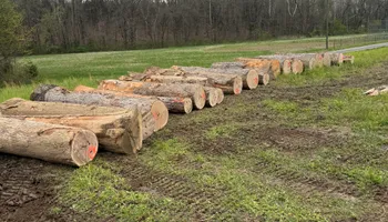 Tree Removal for Kadin’s Tree Service in North Vernon, IN