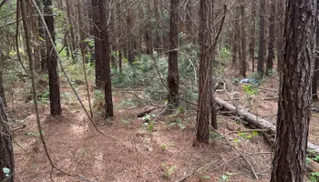 Land Clearing for A.P Land Management in Atlanta, Ga