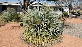 Tree Removal for A to Z Grounds Keeping in Sierra Vista, AZ