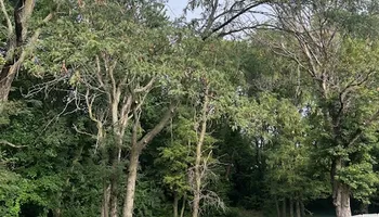 Tree Removal for Cross Family Tree Service in Kearney, MO