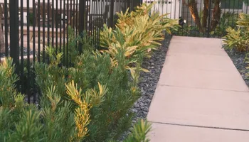 Landscape Lighting for Pro Designs Landscaping in Jacksonville, FL