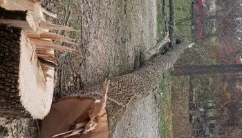 Tree Removal for Highborn Tree Service in Wheatfield, IN