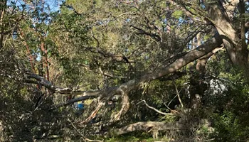Tree Pruning and Trimming for All Around Guys Tree Service in Ocala, FL