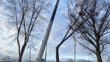 Tree Removal for Melnyk’s Tree Service in Salem County, NJ