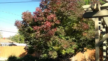 Stump Removal for Evergreen Tree Service in Grand Junction, CO