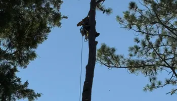 Tree Removal for Tucker's Tree Service and Stump Grinding in Lugoff, SC