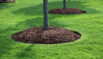 Tree Removal for Global Tree Specialist in Huffman, TX