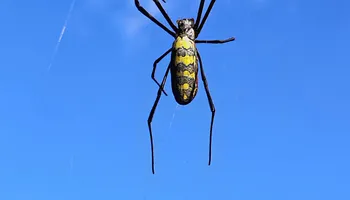 General Pest Control for Arvo Pest Control in Sandy, UT