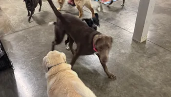 Bath for Curbside Clips Mobile Grooming in Roachdale, Indiana