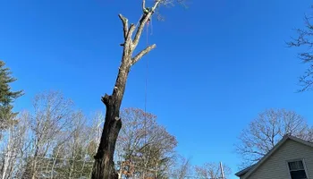 Tree Removal for Green In Green Out Tree Services in Westbrook, ME