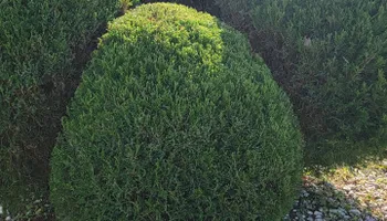 Lawn Maintenance for Great Lakes Lawn & Landscape in knoxville, TN