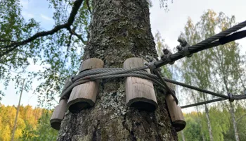 Tree Removal for Gray's Tree Service Inc in Maurertown, VA