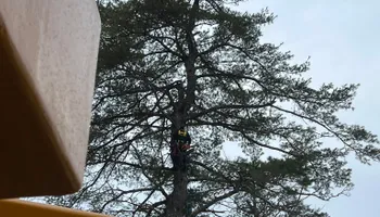 Tree Removal for Abair Tree Service in Weare, NH