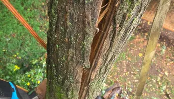 Tree Climbing for Red Roosters Tree Services in Bedford County, VA