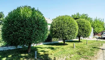 Tree Removal for Hawkins Tree Service & Land Management in Richmond Hill, GA