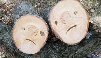 Tree Trimming & Removal for Freedom Outdoor Services in Glen Mills, PA