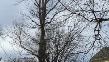 Tree Removal for Gray's Tree Service  in Shenandoah County, VA