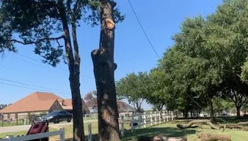 Tree Removal & Trimming for Teague Trees and Land Clearing in Rendon, TX