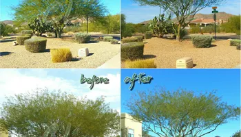 Landscape Installation for CRAJE Landscaping LLC in Mesa, AZ