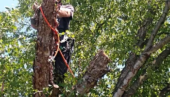 Residential Tree Services for TH Property Service, LLC in Kirkville, NY