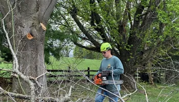 Tree Removal for Gray's Tree Service  in Shenandoah County, VA