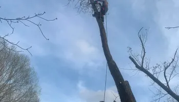 Tree Removal for Optimum Tree Service And Landscaping in Bowling Green, KY
