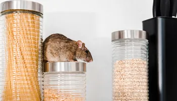 Pest Control for Volunteer Pest Solutions in Knoxville, TN