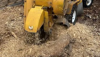 Tree Removal for Stump Removal & Daughter in Aurora, CO