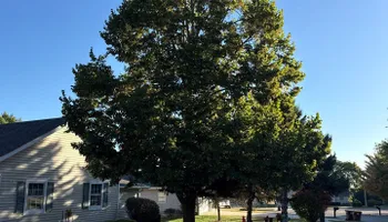 Tree Removal for Fransen's Tree Service  in Freeport, IL