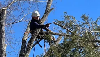Tree Removal for Cassidy Tree Care in Santa Fe, TN