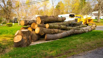 Tree Removal for Timber Titans Tree Service in Indianapolis, IN