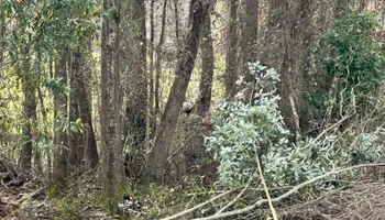 Land Clearing for Dirty South Land Management  in Robertsdale, AL