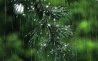 Tree Removal for Sammy's Tree Services in Sacramento, CA