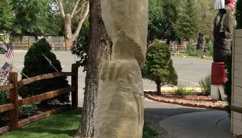 Stump Removal for Evergreen Tree Service in Grand Junction, CO