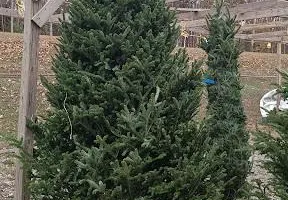 Pinestraw for BAM Another Pinestraw Lot in Flowery Branch, GA