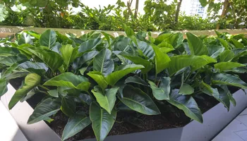 Landscaping for Arazoza Brothers Corporation in Miami, FL