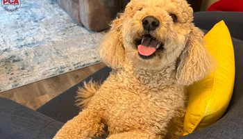 Interior Painting for Jeff Adkins Painting in Barboursville, WV