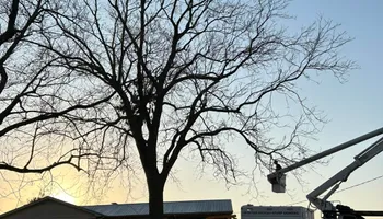 Tree Removal for Brooks Tree Service in Casar, NC