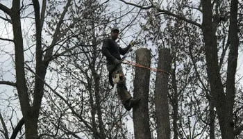 Tree Removal for Mays Tree and Stump Removal in Alden, NY