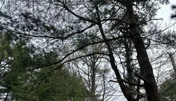 Tree Removal for Leaf and Limb in Townsend, MA