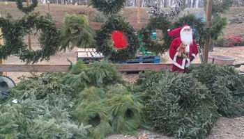 Pinestraw for BAM Another Pinestraw Lot in Flowery Branch, GA