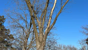 Tree Removal for Allstate Tree Service and Crane in Spring Lake Park, MN