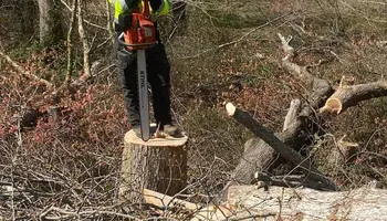 Tree Removal for MTJ Tree Removal LLC in Zebulon, NC