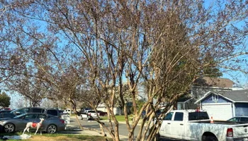 Tree Removal for Sammy's Tree Services in Sacramento, CA