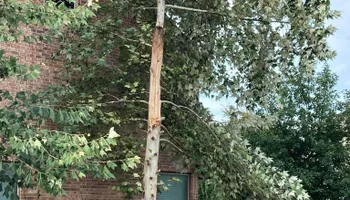 Tree Removal for Z’s Trees LLC in Grey Forest, TX