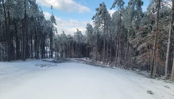 Tree Removal for Ross Family Tree Service LLC  in Hohenwald, TN