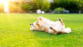 Lawn Mowing for 4 Points Lawncare LLC in Hayes, VA