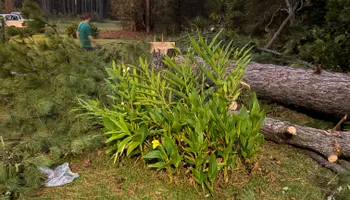 Tree Removal for Hawkins Tree Service & Land Management in Richmond Hill, GA
