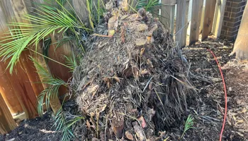 Stump Grinding for Busy Beaver Stump Removal, Inc in Clearwater, FL